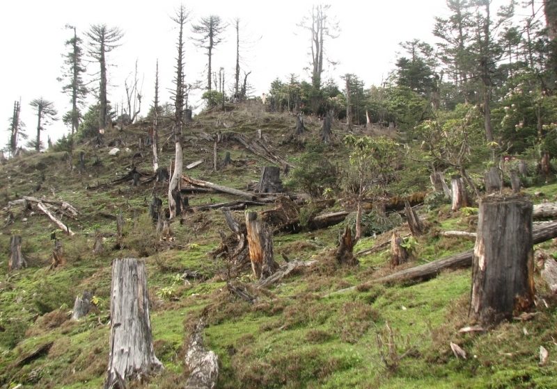 Unii taie ilegal copaci crescuţi, alţii fură puieţi de arbori, destinaţi împăduririi.