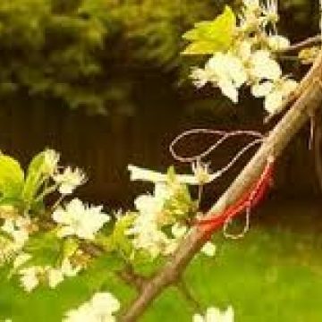 Zilele Dochiei între 1 şi 9 martie Zilele Dochiei între 1 şi 9 martie