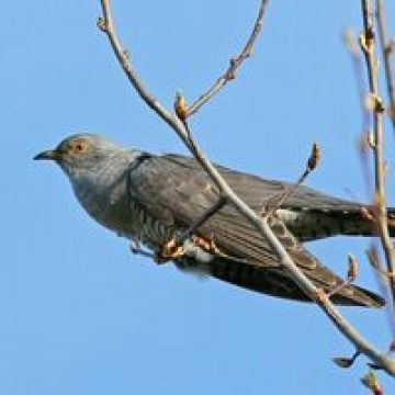 Ziua Cucului şi Blagoveştenia
