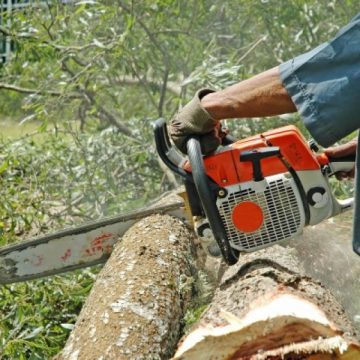 SIGHET: La Sighet , în zona rurală adiacentă, s-au efectuat acţiuni pe linie silvică SIGHET: La Sighet , în zona rurală adiacentă, s-au efectuat acţiuni pe linie silvică