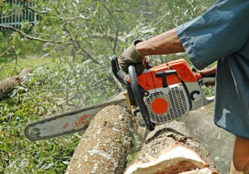 SIGHET: La Sighet , în zona rurală adiacentă, s-au efectuat acţiuni pe linie silvică SIGHET: La Sighet , în zona rurală adiacentă, s-au efectuat acţiuni pe linie silvică