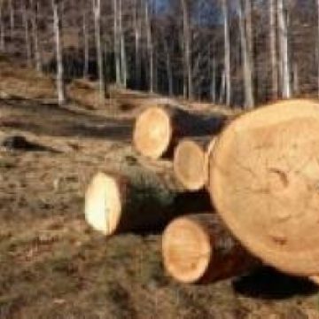 Tânăr din Săpânţa cercetat pentru furt de arbori