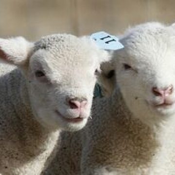 Iedul "bate" mielul: de ce este mai sănătoasă carnea de ied şi decât puiul şi vita Iedul "bate" mielul: de ce este mai sănătoasă carnea de ied şi decât puiul şi vita