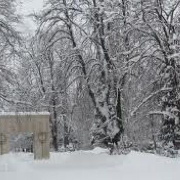 Ninsoarea mieilor în Maramureş Ninsoarea mieilor în Maramureş