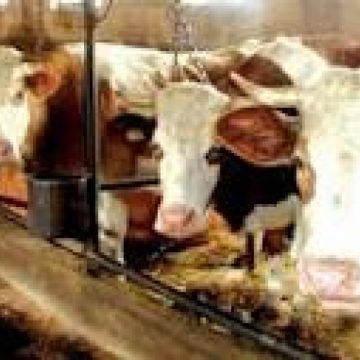Promovarea vitei de carne în MARAMUREŞ