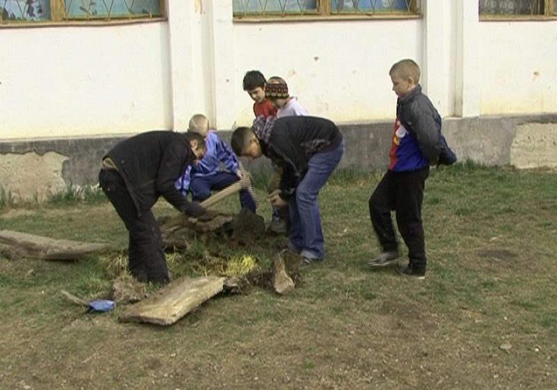SIGHET: Elevii şcolii generale numărul 2 au plantat puieţi în curtea şcolii în cadrul proiectului "Şcoala altfel"