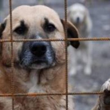 Baia Mare: De Ziua Internaţională a Câinilor fără Stăpân, băimărenii vor putea adopta câini în cadrul unui Târg de Adopţii Baia Mare: De Ziua Internaţională a Câinilor fără Stăpân, băimărenii vor putea adopta câini în cadrul unui Târg de Adopţii