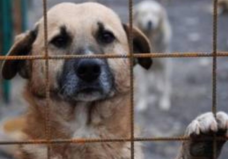 Baia Mare: De Ziua Internaţională a Câinilor fără Stăpân, băimărenii vor putea adopta câini în cadrul unui Târg de Adopţii