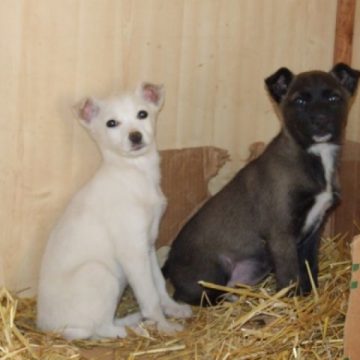 Baia Mare: TÂRG DE ADOPŢII – De Ziua Mondială a Animalelor fără stăpân, băimărenii şi-au făcut noi prieteni Baia Mare: TÂRG DE ADOPŢII – De Ziua Mondială a Animalelor fără stăpân, băimărenii şi-au făcut noi prieteni