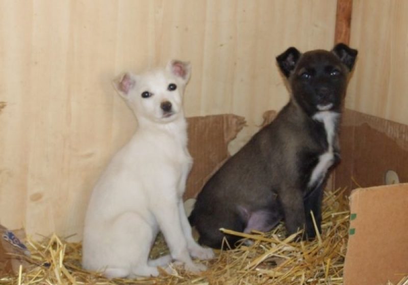 Baia Mare: TÂRG DE ADOPŢII – De Ziua Mondială a Animalelor fără stăpân, băimărenii şi-au făcut noi prieteni