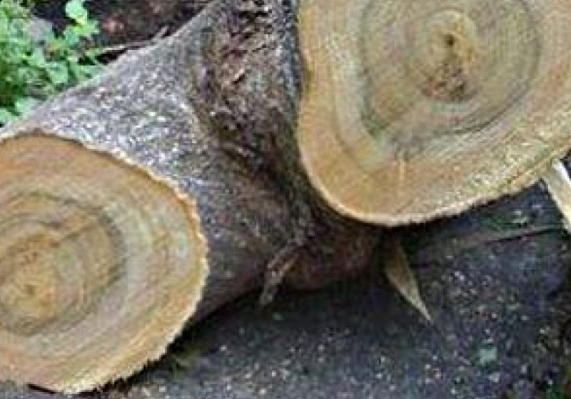 SIGHET: Arbori tăiaţi ilegal pe traseul Sighet- Mara – Runcu – Săpânţa SIGHET: Arbori tăiaţi ilegal pe traseul Sighet- Mara – Runcu – Săpânţa