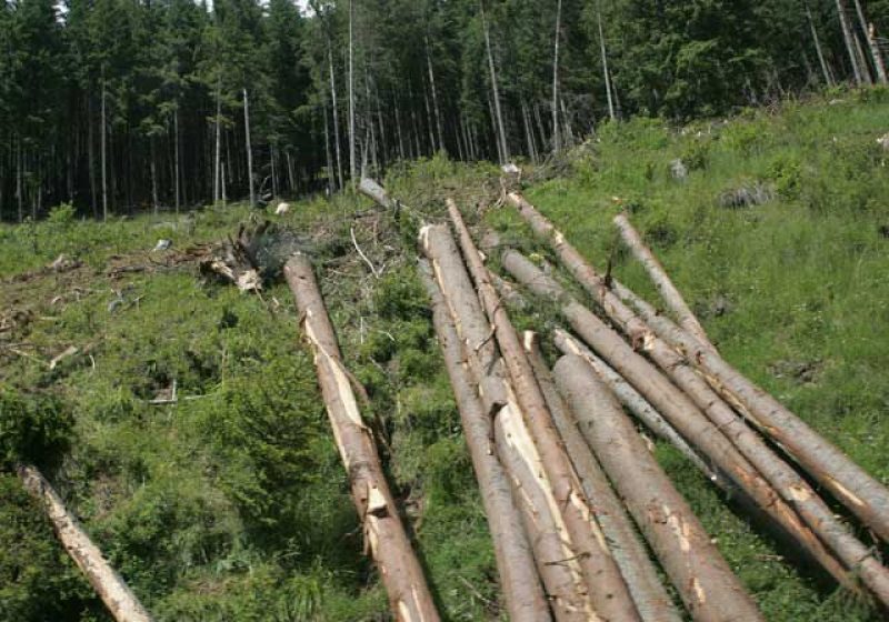 Seria infracţiunilor silvice la Borşa continuă Seria infracţiunilor silvice la Borşa continuă