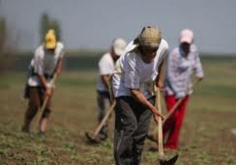 Baia Mare: 126 de angajatori maramureşeni utilizează zilieri