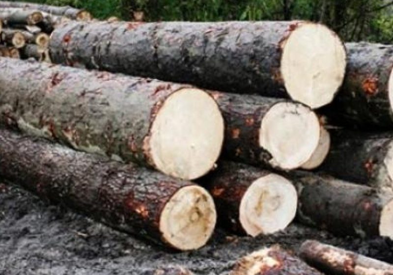 66 mc de lemn, tăiat şi abandonat, găsit pe raza localităţii Poienile de sub Munte