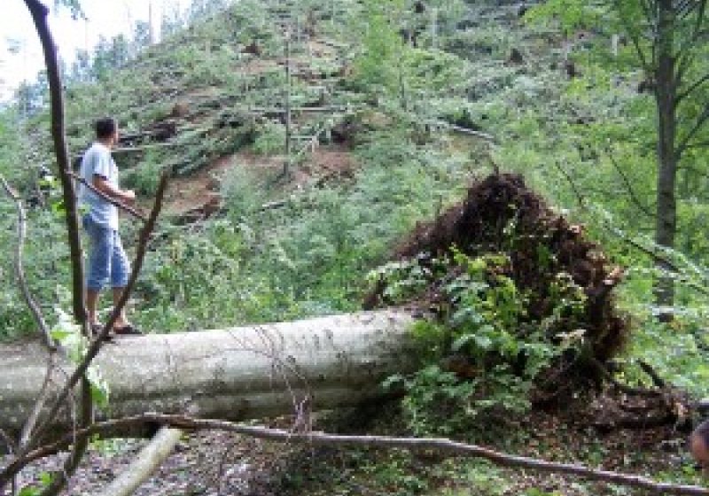 Câţiva arbori căzuţi la pământ au blocat calea ferată pe relaţia Valea Vişeului – Bocicoiu Mare