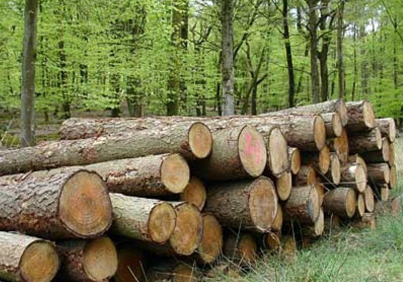 Acţiune desfăşurată de Poliţia Săliştea de Sus pentru prevenirea şi combaterea delictelor de natură silvică