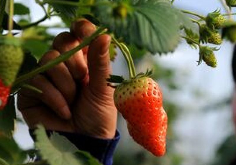 Diabeticii pot să mănânce căpşuni