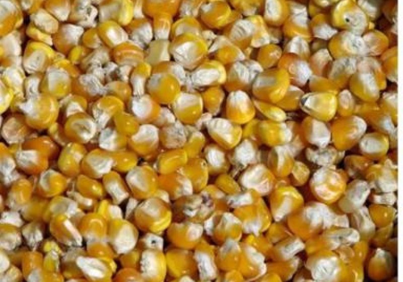 Trei tone de cereale confiscate la Vişeu de Sus