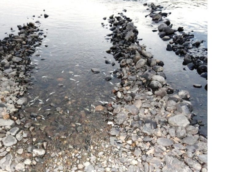 Valea Rona: Suspiciune de braconaj piscicol