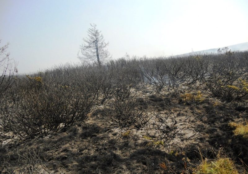 Creasta Cocoşului: Echipele de intervenţie au reluat în această dimineaţă acţiunea de lichidare a unor focare pe Creasta Cocoşului