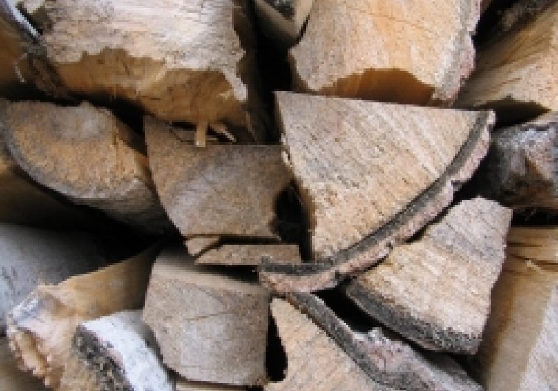 Tăiere ilegală de arbori la Bocicoiu Mare Tăiere ilegală de arbori la Bocicoiu Mare