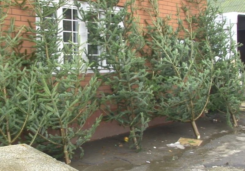 30 pomi de Crăciun confiscaţi de poliţişti