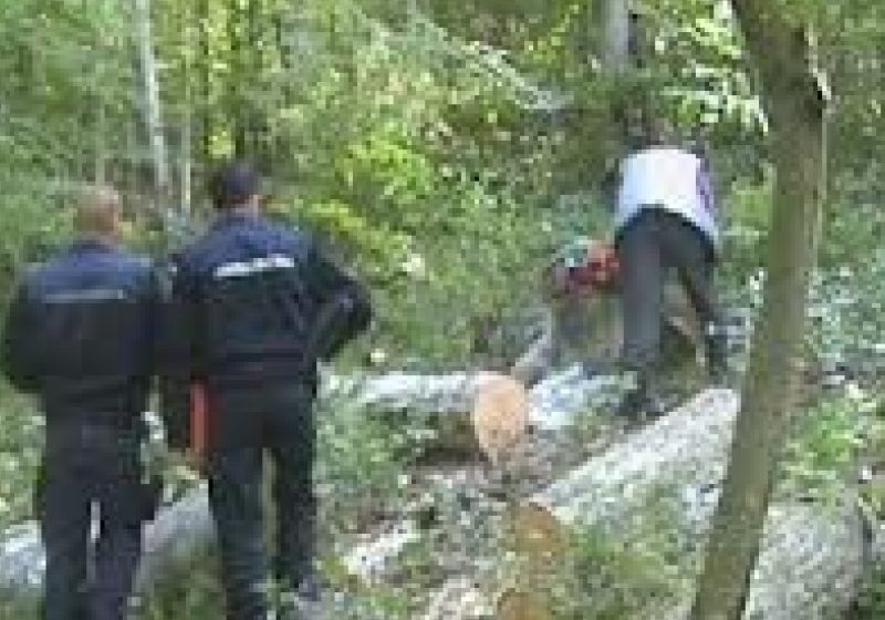Poliţiştii continuă acţiunile "Scutul Pădurii" Poliţiştii continuă acţiunile "Scutul Pădurii"