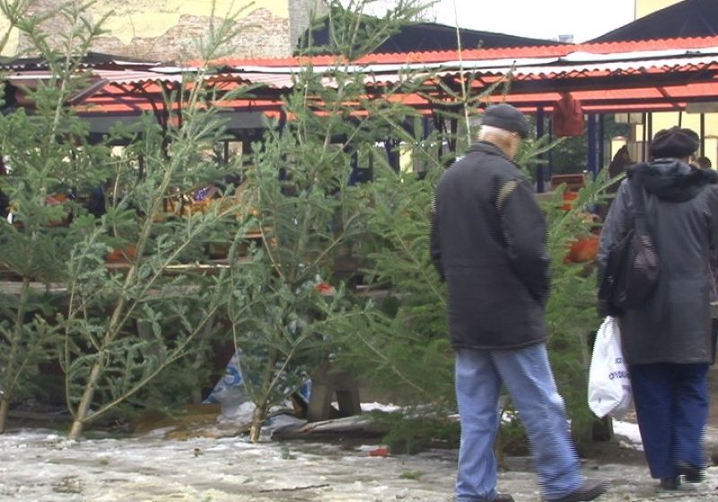 Sighet: Brazi gata de împodobit Sighet: Brazi gata de împodobit