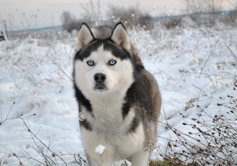 Harghita: Peste 60 de câini arctici au participat la un concurs de atelaje canine, la Lacu Roşu