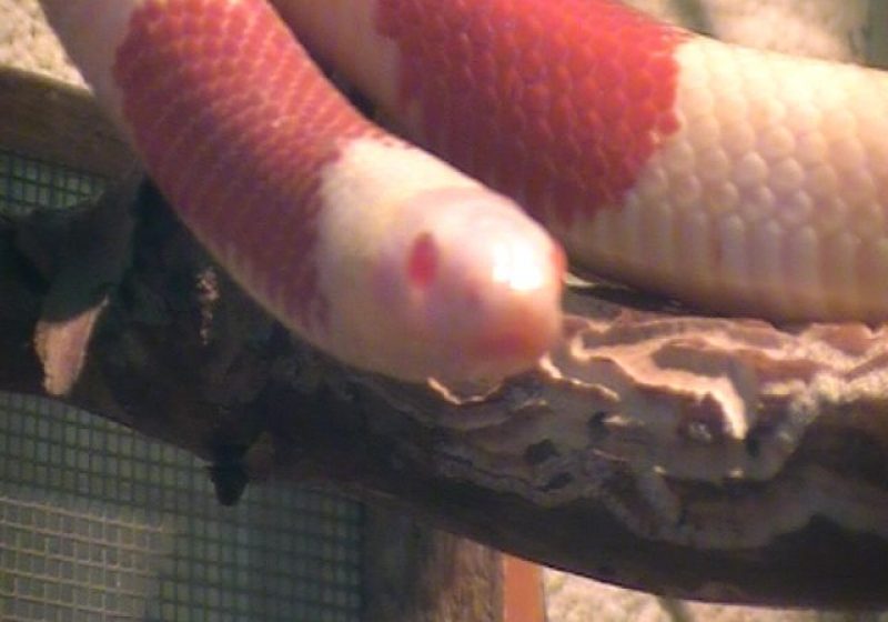 Baia Mare: Expoziţie de animale exotice la Casa de Cultură a Sindicatelor Baia Mare: Expoziţie de animale exotice la Casa de Cultură a Sindicatelor