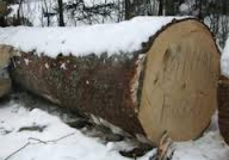 Hoţi de lemne identificaţi în timpul acţiunii ,,Scutul Pădurii”