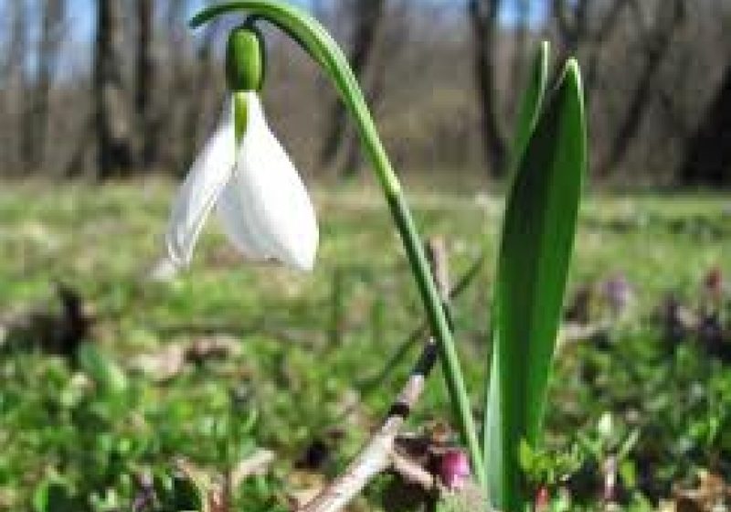 ANM: Temperaturi maxime pozitive în majoritatea zonelor ţării, în intervalul de prognoză 18 februarie-4 martie