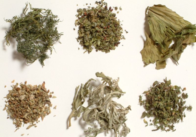 Sighet: Etnobotanicele, la îndemâna oricui