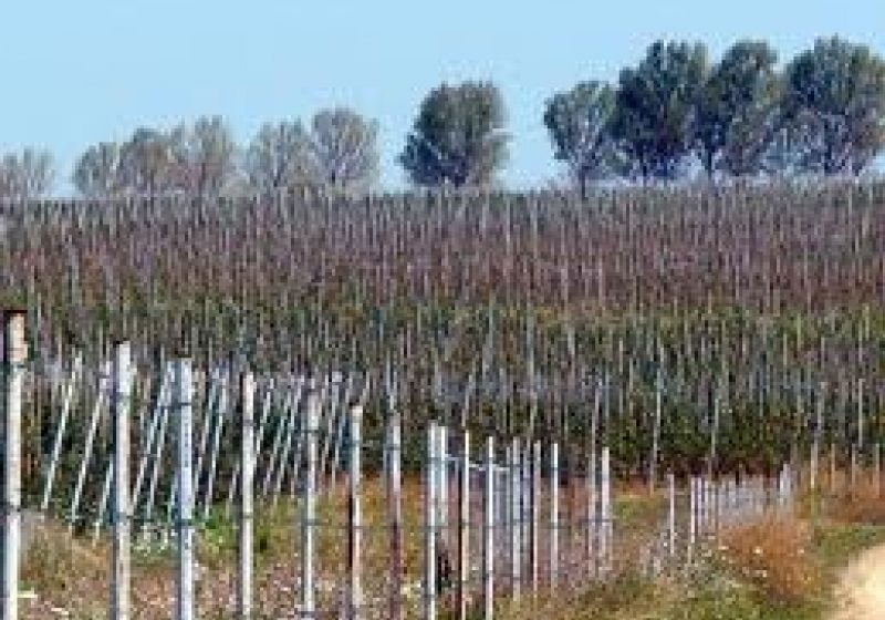 Au sustras pomi fructiferi recent plantaţi într-o livadă din Coroieni