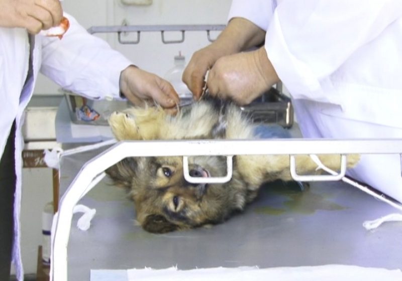 Sighet: Campanie de sterilizare. 100 de femele din adăpost şi de pe stradă sterilizate Sighet: Campanie de sterilizare. 100 de femele din adăpost şi de pe stradă sterilizate