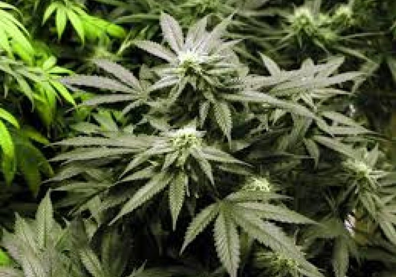 Cehia legalizează marihuana în scop medicinal