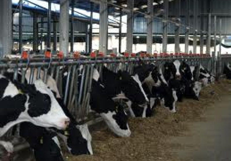 Ministrul Agriculturii: Au fost controlate peste 700 de ferme de lapte şi au fost găsite probleme la 20-25 Ministrul Agriculturii: Au fost controlate peste 700 de ferme de lapte şi au fost găsite probleme la 20-25