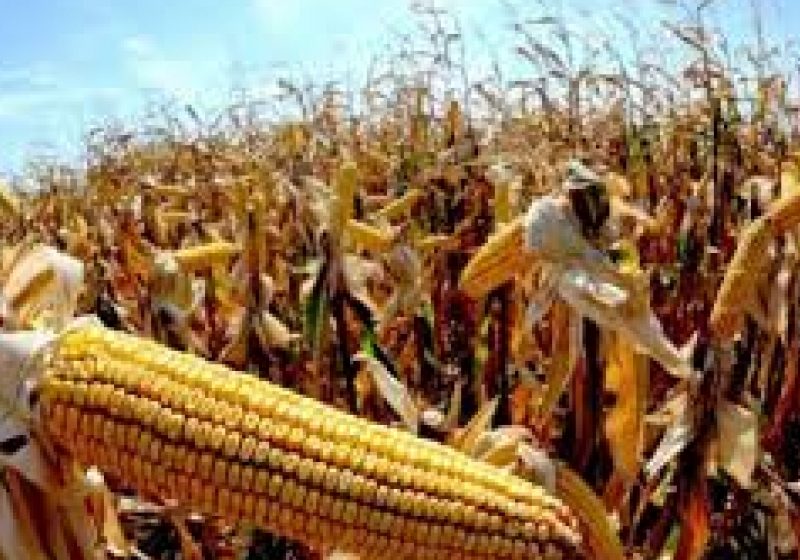 Porumb cu aflatoxină găsit într-un depozit al Cerealcom. Sechestru pe 11.000 de tone