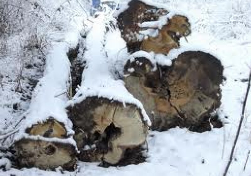 Activităţi desfăşurate în scopul prevenirii delictelor silvice Activităţi desfăşurate în scopul prevenirii delictelor silvice