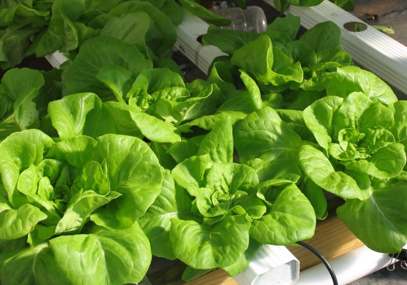 Salata verde din supermarket nu este chiar atât de sănătoasă Salata verde din supermarket nu este chiar atât de sănătoasă