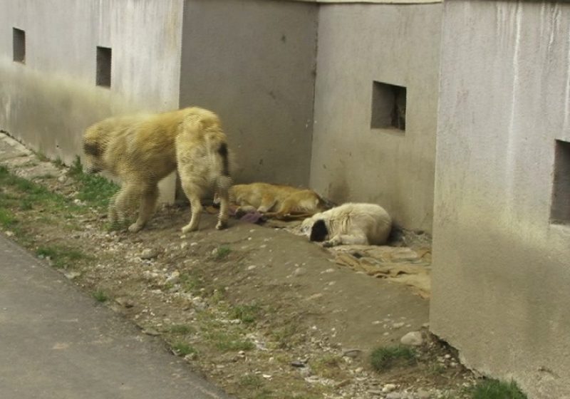 Sighet: Există totuşi un "stăpân" al câinilor nimănui Sighet: Există totuşi un "stăpân" al câinilor nimănui