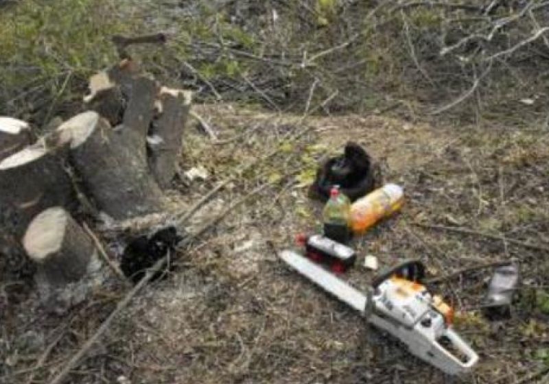 Un giuleştean a tăiat fără drept şase arbori şi s-a ales cu dosar penal