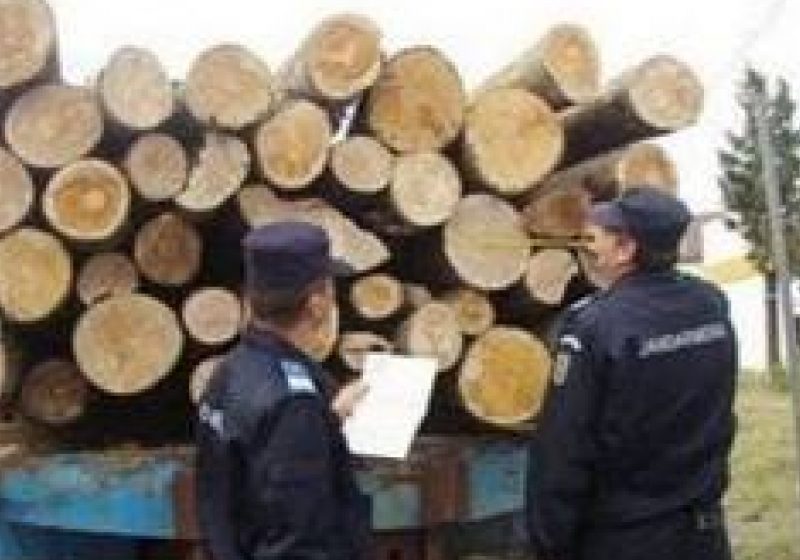 VIŞEU DE SUS: Acţiuni silvice pentru depistarea hoţilor de arbori VIŞEU DE SUS: Acţiuni silvice pentru depistarea hoţilor de arbori