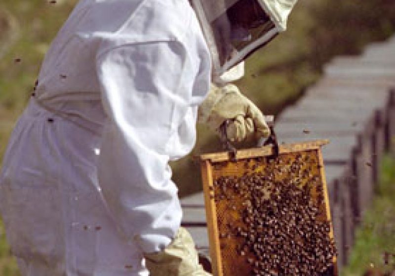 Apicultorii români, nemulţumiţi de normele de venit stabilite de autorităţi Apicultorii români, nemulţumiţi de normele de venit stabilite de autorităţi