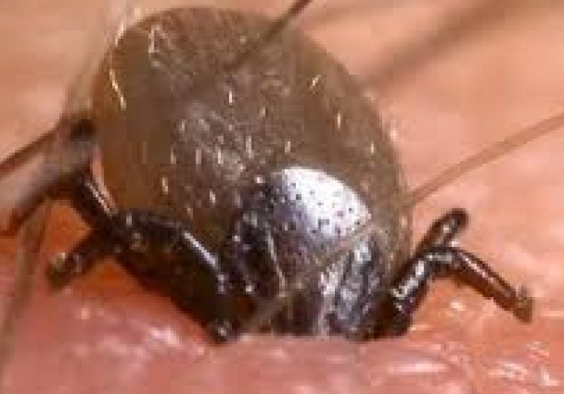 Bărbat înţepat de căpuşă, suspect de boala Lyme