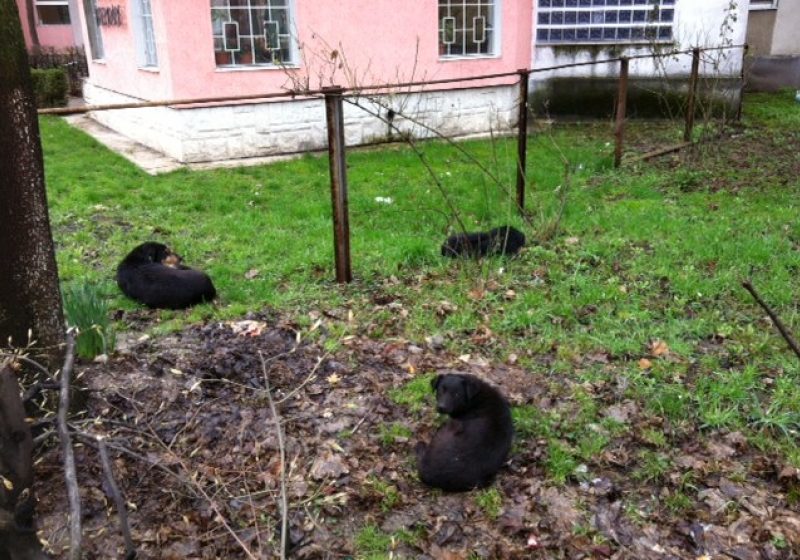 Băimărenii nu au scăpat încă de frica patrupezilor vagabonzi