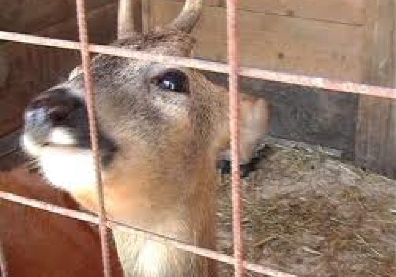 Doi căpriori ţinuţi captivi. Un borşean s-a ales cu dosar penal Doi căpriori ţinuţi captivi. Un borşean s-a ales cu dosar penal