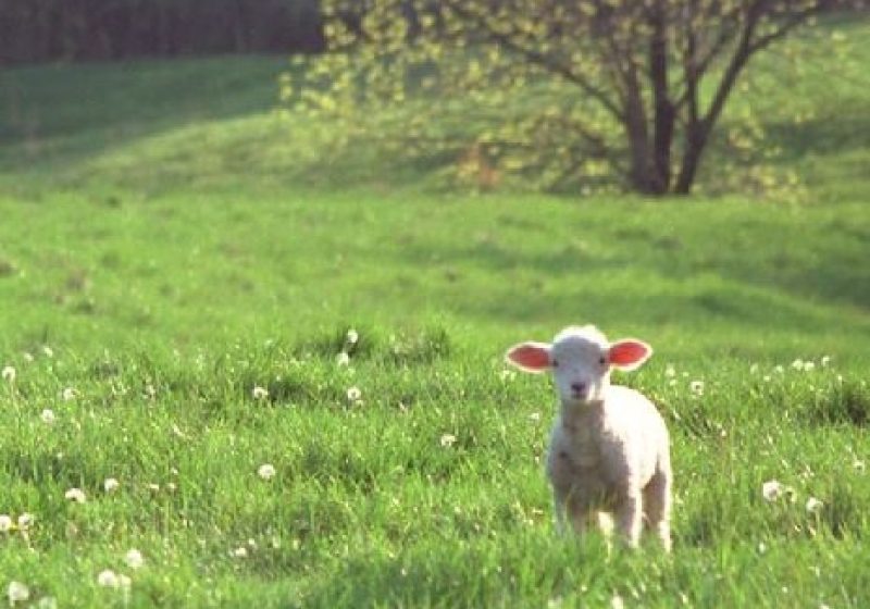 Carnea de miel, mai scumpă decât anul trecut. Crescătorii de ovine: Costurile pentru iernat au fost foarte mari