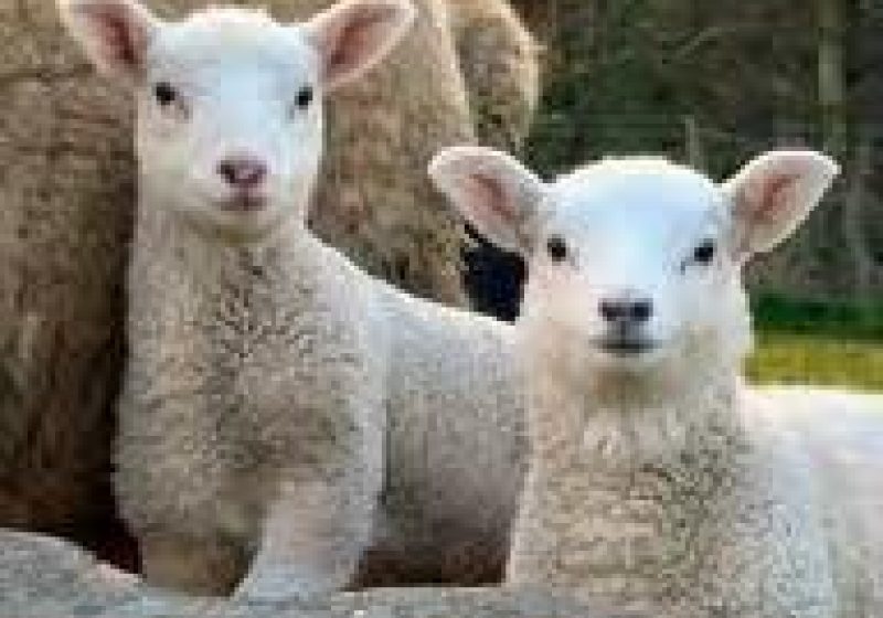 Sighet: Campanie de control a mielilor şi a produselor tradiţionale de Paşte. Sighetul va avea un singur centru de sacrificare Sighet: Campanie de control a mielilor şi a produselor tradiţionale de Paşte. Sighetul va avea un singur centru de sacrificare
