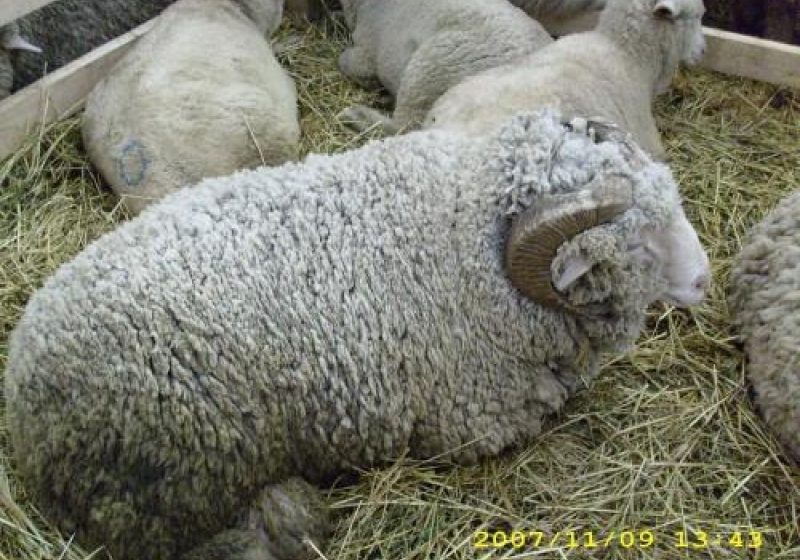 Crescătorii de ovine şi caprine pot depune, începând de vineri, cererea pentru plata subvenţiilor pe cap de animal Crescătorii de ovine şi caprine pot depune, începând de vineri, cererea pentru plata subvenţiilor pe cap de animal